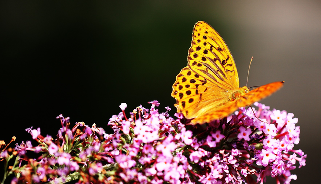 隐忍不发怎么过，隐忍不发是成语吗（怒而不发的星座）