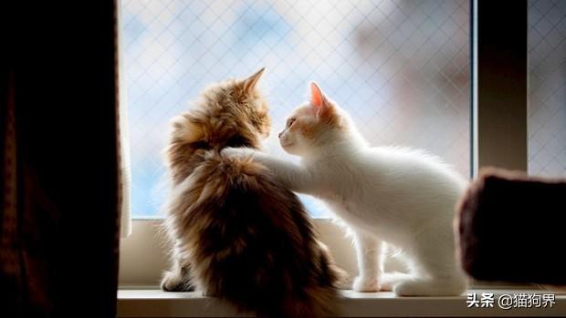 猫真的有九条命吗，为什么说猫有九条命（人人都说猫有九条命）