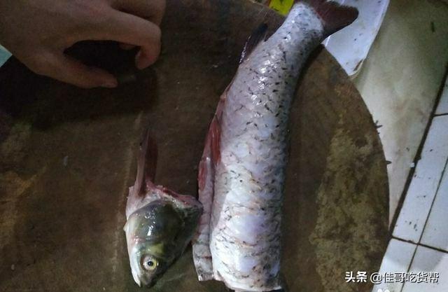 酸菜鱼怎么切鱼片，酸菜鱼的鱼片怎么腌制（教你酸菜鱼如何切鱼片没鱼刺）