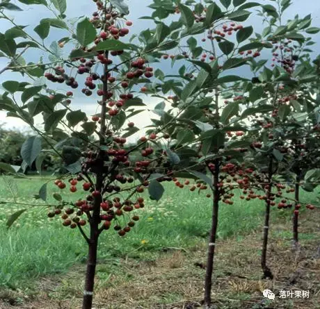 樱桃的特点，欧洲波兰甜樱桃与酸樱桃的商品化栽培历程（樱桃的特点）