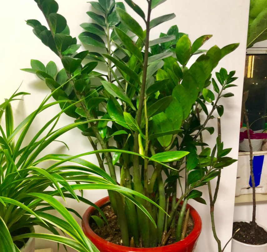 阳台放什么植物招财又旺宅 家里阳台种什么植物风水好又旺财 第10张