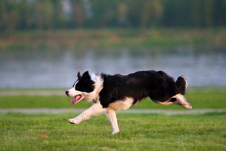 比利时特弗伦犬多少钱 特弗伦犬特点