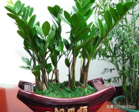 金钱树的养殖方法和注意事项，金钱树的养殖方法和注意事项是什么（记住4个小方面）
