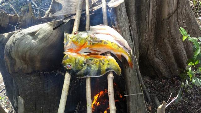 帝王三间和巴西亚鱼有什么区别，巴西亚鱼与皇冠三间鱼有什么区别（也许等不到中国钓鱼人就被消灭光了）