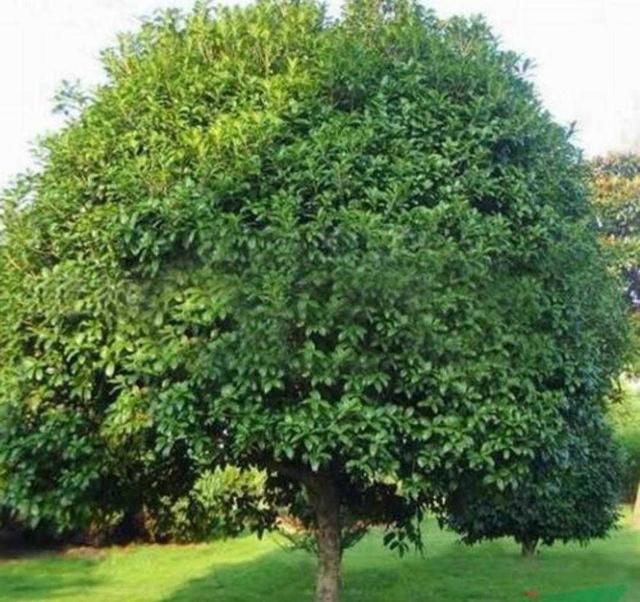 桂花有什么特点，桂花最大的特点是什么（植物百科： 丹桂）