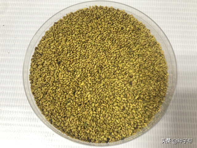 银合欢的养殖方法，银合欢的养殖方法和注意事项（才能种出高产牧草呢）