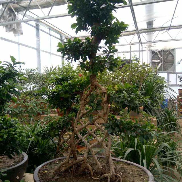 冬青树种植方法和修剪技术介绍，冬青树种植前景好吗（冬青盆景意境足）