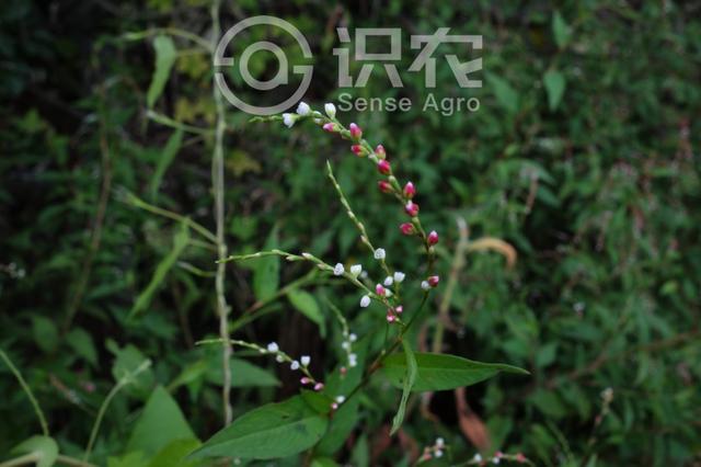 水马为什么叫水马，水马是啥东西（每日一草：水蓼）