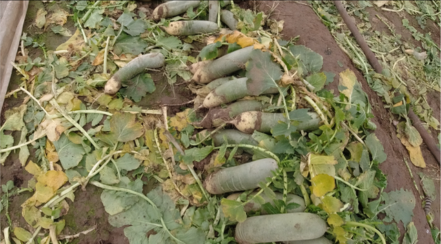 常吃萝卜皮的几个好处，萝卜皮的功效与禁忌（是金字塔尖上的美食吗）