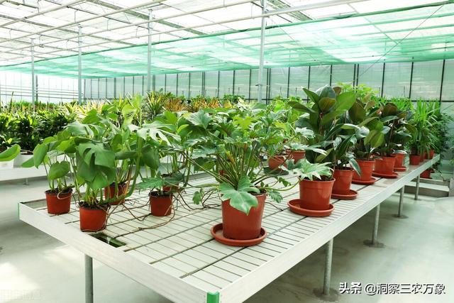 白醋勾兑醋的妙用，其实正确用白醋浇花可使花长得更好看