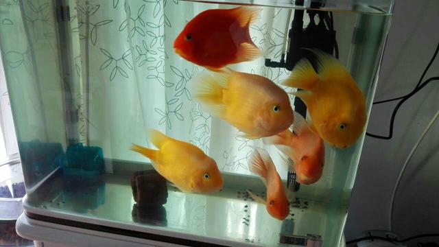 鹦鹉鱼变白是什么疾病，鹦鹉鱼变白了什么原因（鹦鹉鱼身上发白是什么原因）