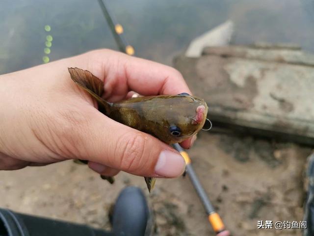 如何钓鱼，如何钓鱼容易上钩（保证比你烧钱买装备有用）