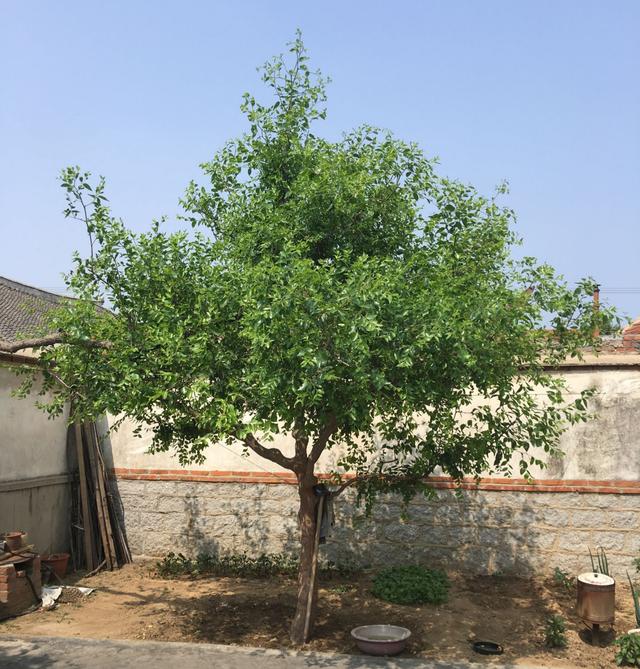 院子里最旺宅的果树有哪些，院子里最旺宅的果树有哪些品种（庭院种六树）