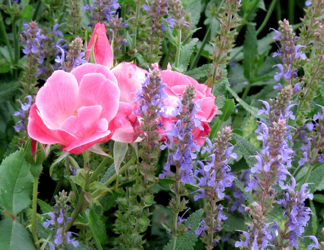蓝花鼠尾草有几个品种，蓝花鼠尾草有几个品种图片（18种漂亮的鼠尾草）