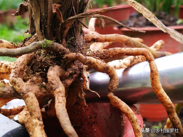 下山兰花应该怎么养，可能就差这最后一步