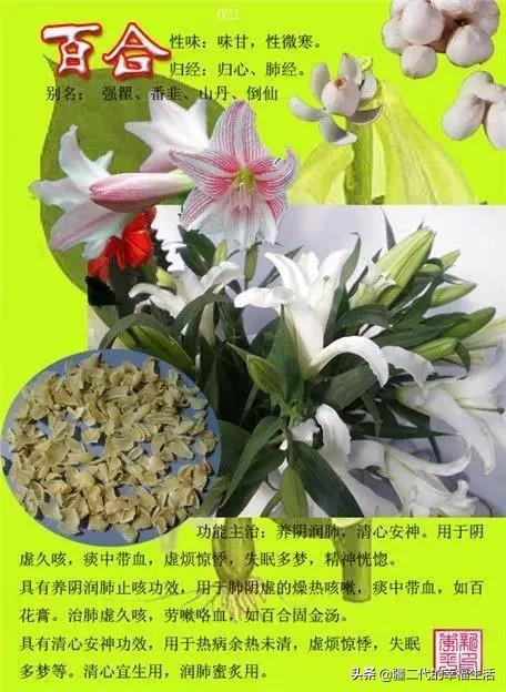 常见中草药图谱，中草药经典图谱（让你知道常用药都长啥样）