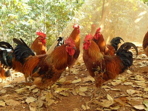 今日全国柴鸡批发价格行情，贵州哪里有土鸡批发的（土鸡养殖技术方法大全）