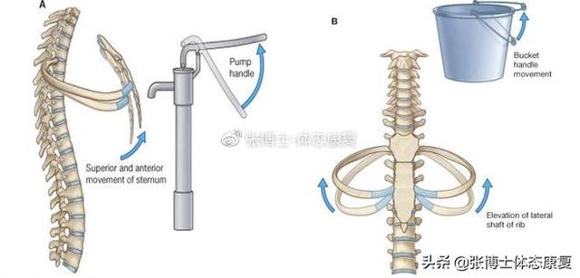 横膈膜呼吸法，横膈膜呼吸法有什么用（<膈式呼吸>对核心稳定性的影响）