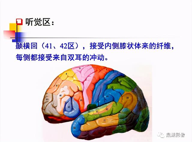 大脑杏仁体解剖图，高清大脑解剖图谱