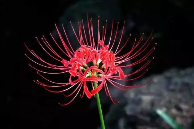 彼岸花，微信头像，彼岸花（48张彼岸花图，真是美极了）