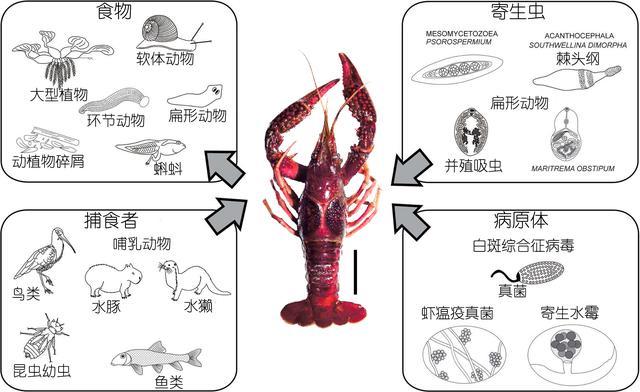 北极甜虾和普通虾的品种区别，如何鉴别对虾、罗氏虾、北极甜虾……一文解决“虾”认识