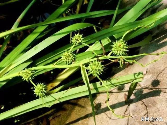 水生植物有哪些，常见的水生植物有哪些（水生植物大全）