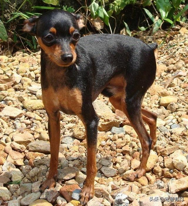 迷你杜宾犬,虽然小鹿犬与迷你杜宾犬很相似(迷你杜宾犬)