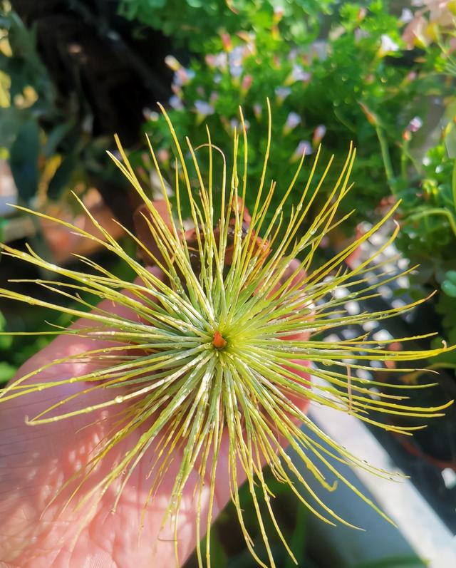 空气凤梨的浇水方法，空气凤梨植物室内养殖方法有哪些