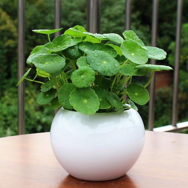 哪些植物可以水培，适合水培的小植物（而这10款花就喜欢泡水里）