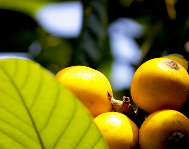 枇杷的诗句，枇杷的诗句关于思念爱人（这12首古诗你都知道吗）