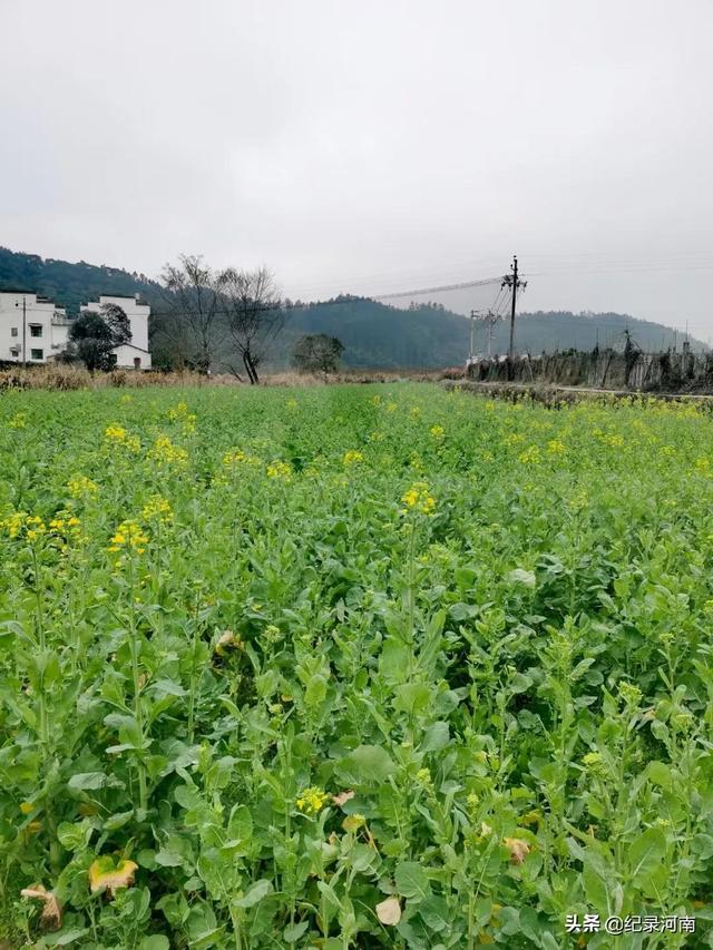 婺源油菜花什么时候开，婺源油菜花几月份开花（2021年婺源的油菜花最佳观赏期大概是3月10号到4月清明节）