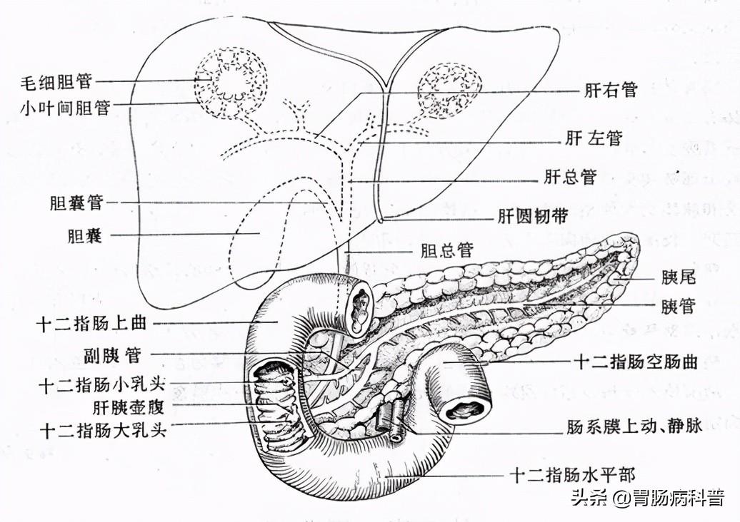 人的肠道有多少米，肠道大概多少米（消化系统解剖图谱+详解）