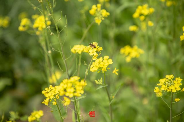 蜀山的具体位置在哪啊，蜀山位于哪里（徜徉在春色染透的田园风光里）