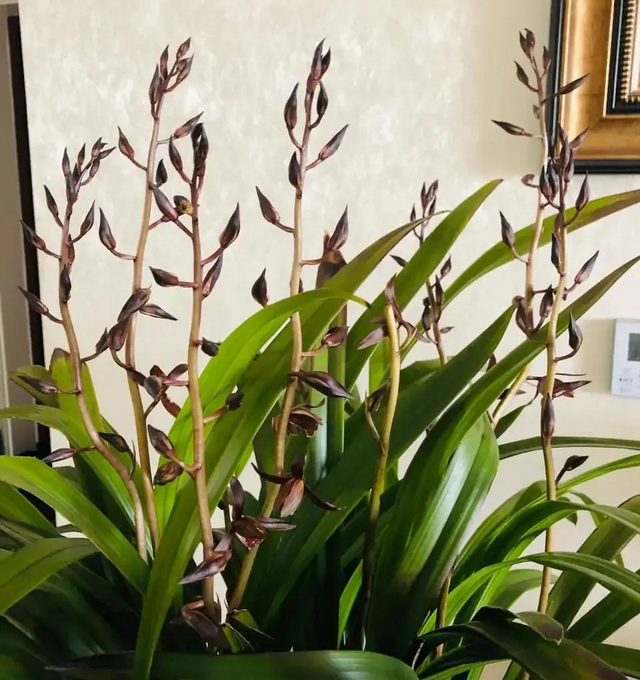 蕙兰五个必养品种，建兰大荷瓣品种（适合普通人养的十款兰花）