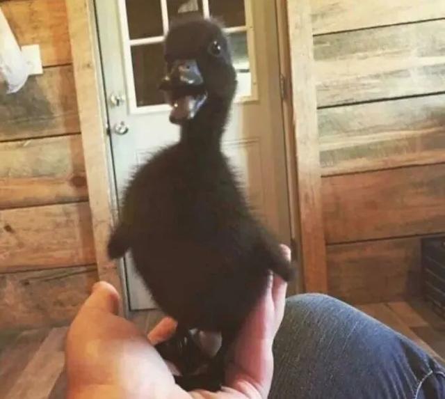 植物活化石有哪些，​17个颜色变异的动植物（植物活化石有哪些种类）