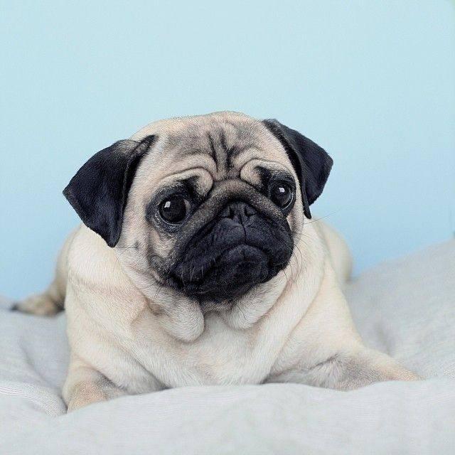 巴哥犬和法斗的区别,法斗犬与巴哥犬的区别(其实养"