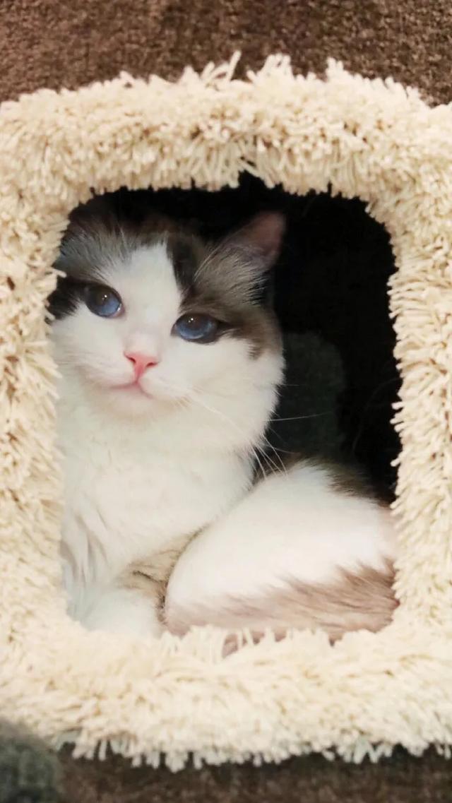 猫猫图片，我喜欢的样子你都有（宠物猫品种大全及图片）