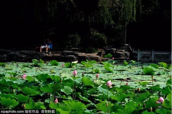 颐和园必看十大景点，颐和园有哪些景点值得去玩（这10个最美赏荷地等你来）