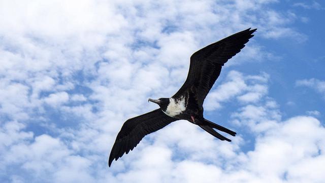 世界上飞的最快的鸟是什么鸟，世界上飞得最快的鸟是啥（速度达到每小时418公里）