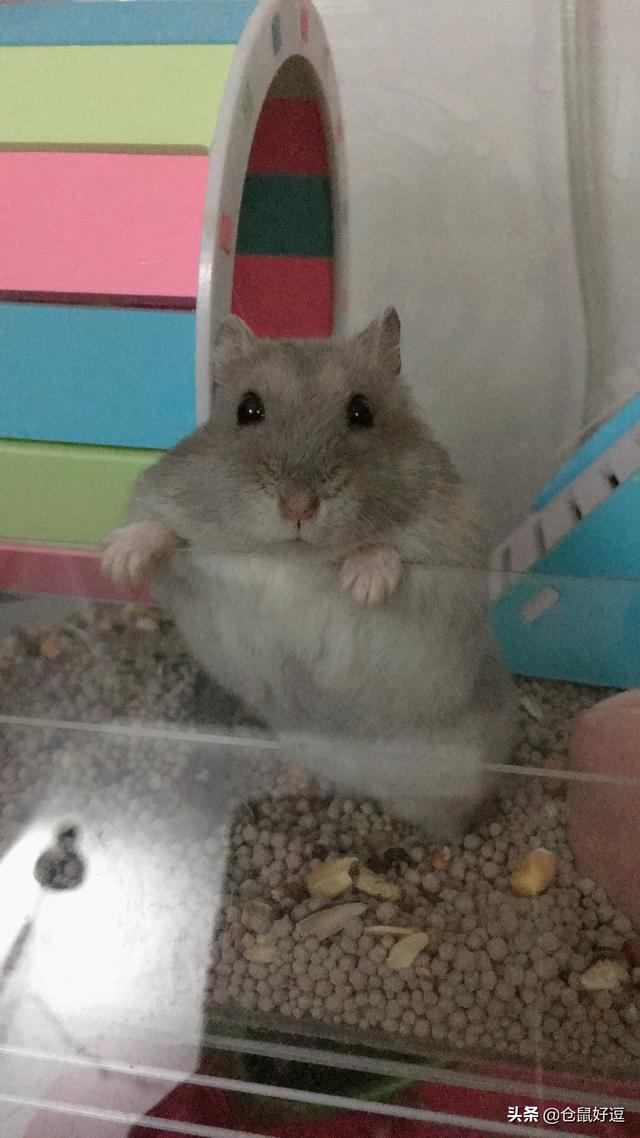 仓鼠可以吃瓜子吗，人吃的瓜子仓鼠能吃吗（小仓鼠应不应该多吃瓜子和面包虫呢）