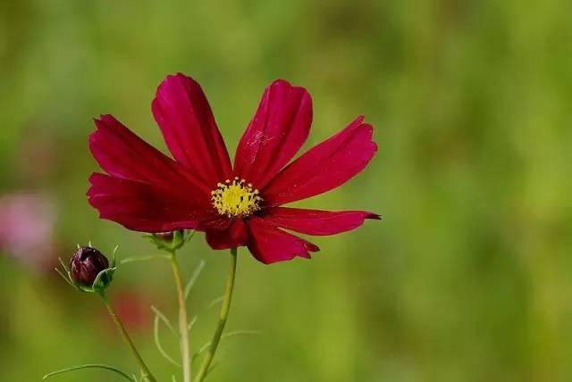 各种花的花语，各种花的花语爱情（史上最全花语大全）