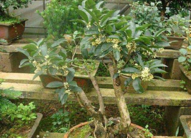 桂花树几月开花，桂花进入盛花期（桂花是几月开花的树）