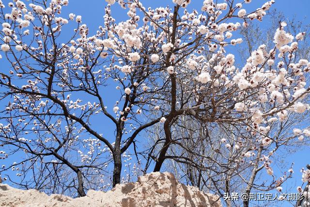 杏花村在山西的哪里，山西有没有杏花村（山西运城发现1个杏花村）