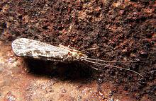 蛩（蛩蠊目），昆虫的分目概要（ひどい目にあった）