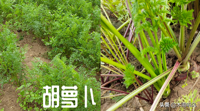 胡萝卜种植时间和方法，胡萝卜优质又高产