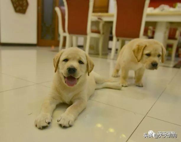 狗狗没精神怎么办，狗狗不吃东西还没精神怎么办（狗狗整天没有精神怎么办）