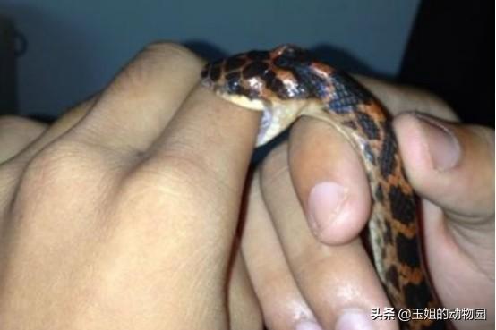 野鸡脖子是什么蛇，野鸡脖子蛇学名叫什么（农村活动最频繁的两种微毒蛇）