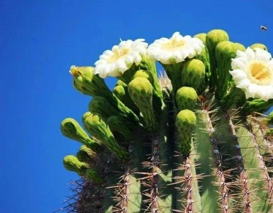 国花是什么，世界各国国花<第一辑>（俄罗斯的国花是什么）