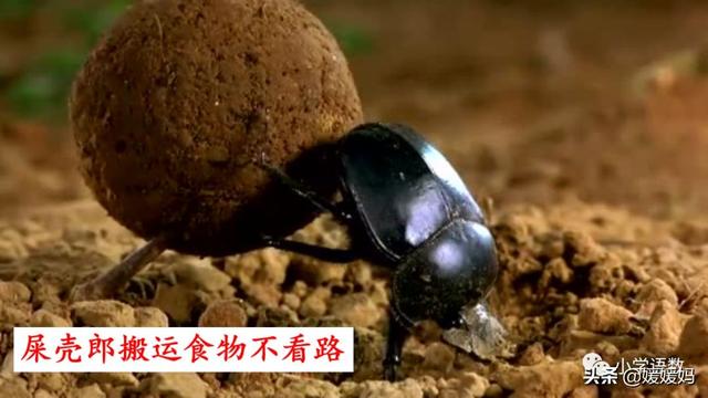 呀组词，呀的多音字组词（二年级下册语文课文11《我是一只小虫子》图文详解及同步练习）