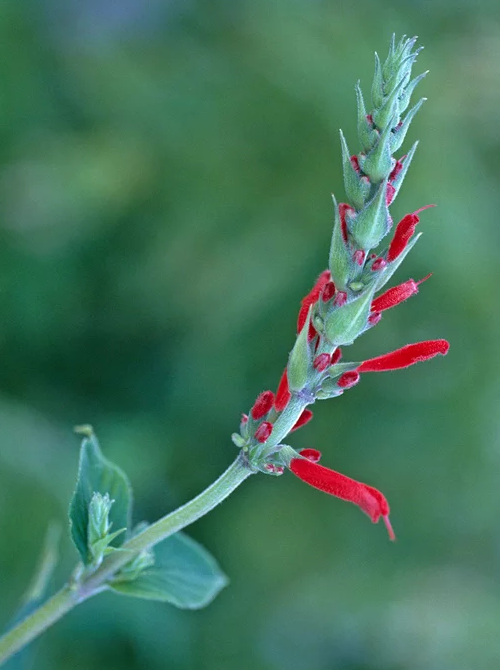蓝花鼠尾草有几个品种，蓝花鼠尾草有几个品种图片（18种漂亮的鼠尾草）